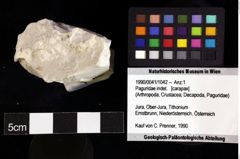 Foto (Objket + Etiketten) von Paguridae indet. 